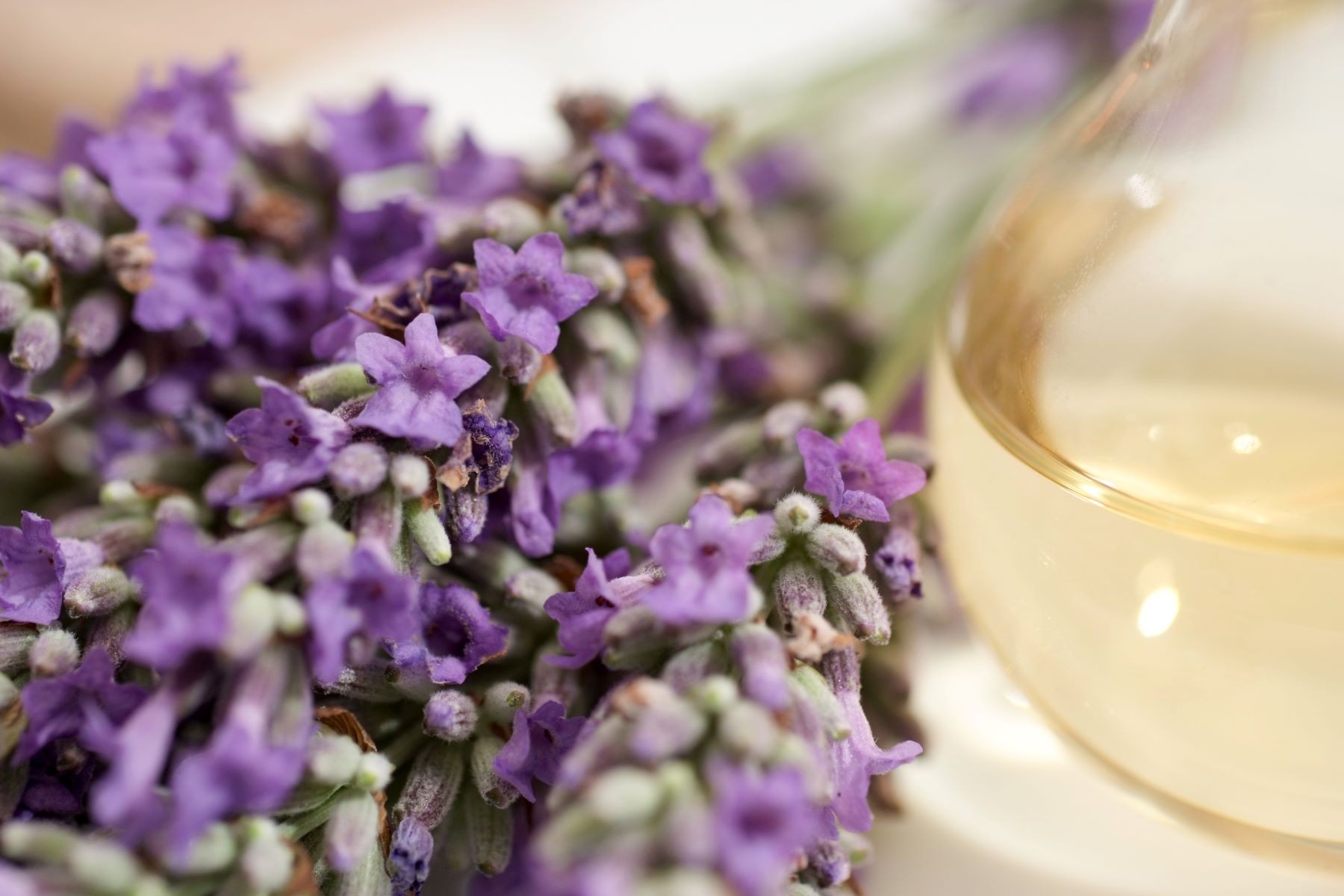 aromaterapi lavender