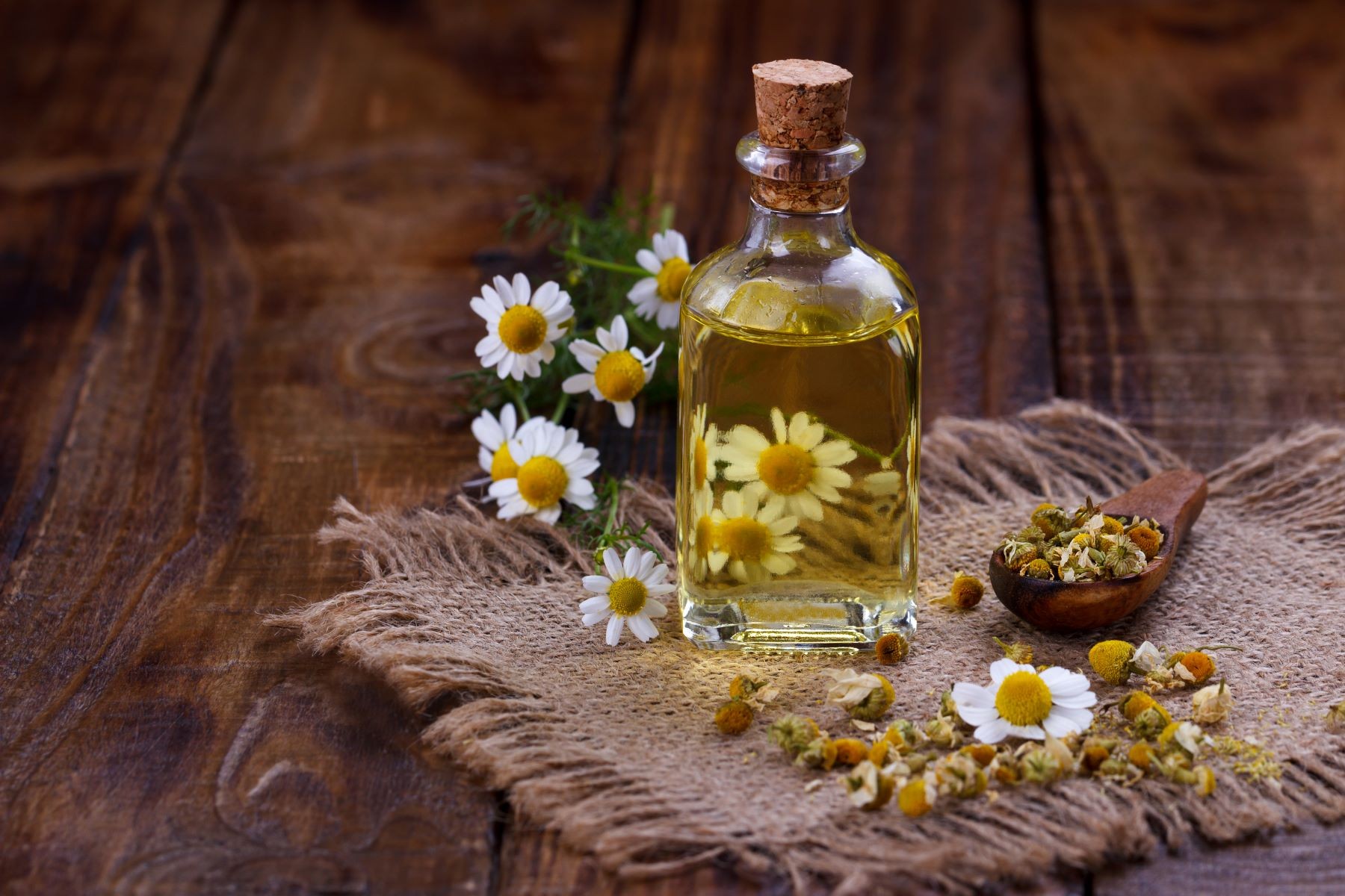 aromaterapi chamomile